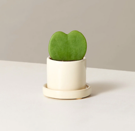 Heart Cactus