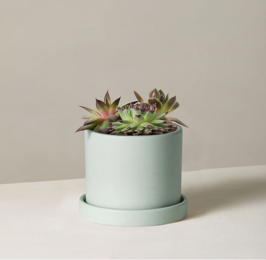 Winter Succulent