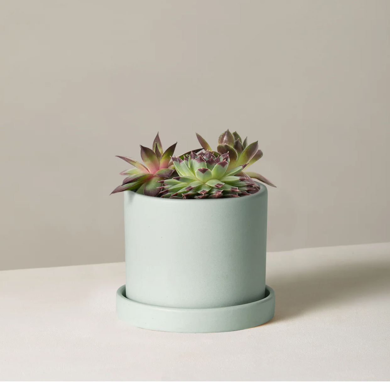 Winter Succulent